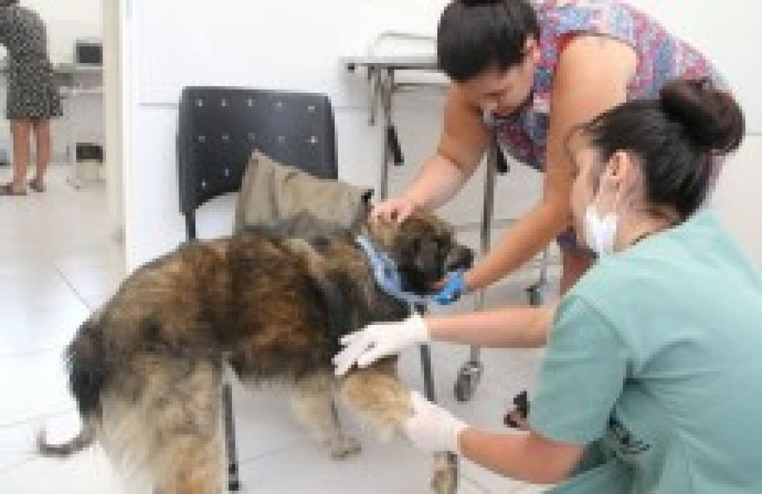 Centro de Bem Estar Animal realizará Feira de Adoção: | Portal News